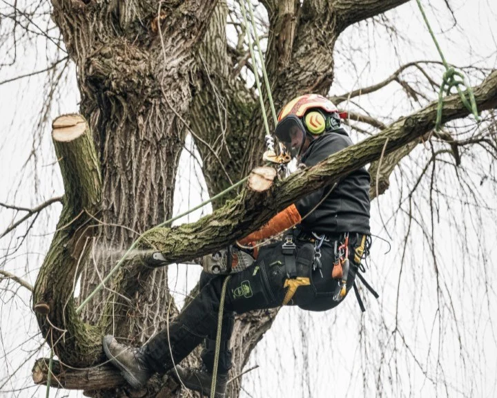 2tom pousse paysage elagage saule illkirch