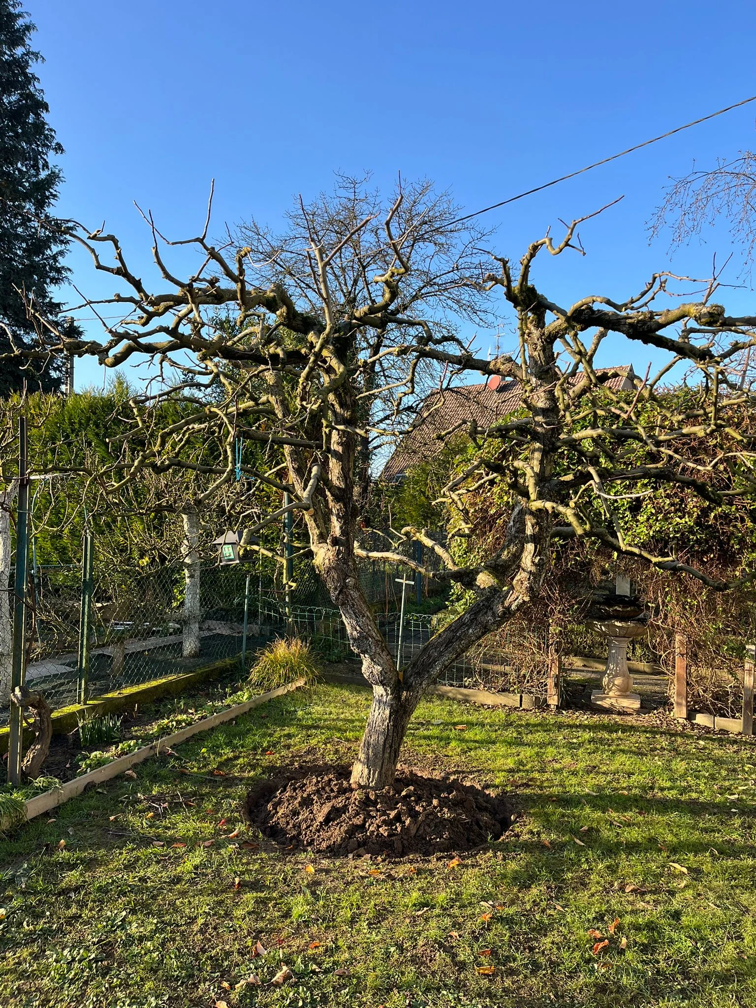 tom-pouce-services-taille-fruitiere