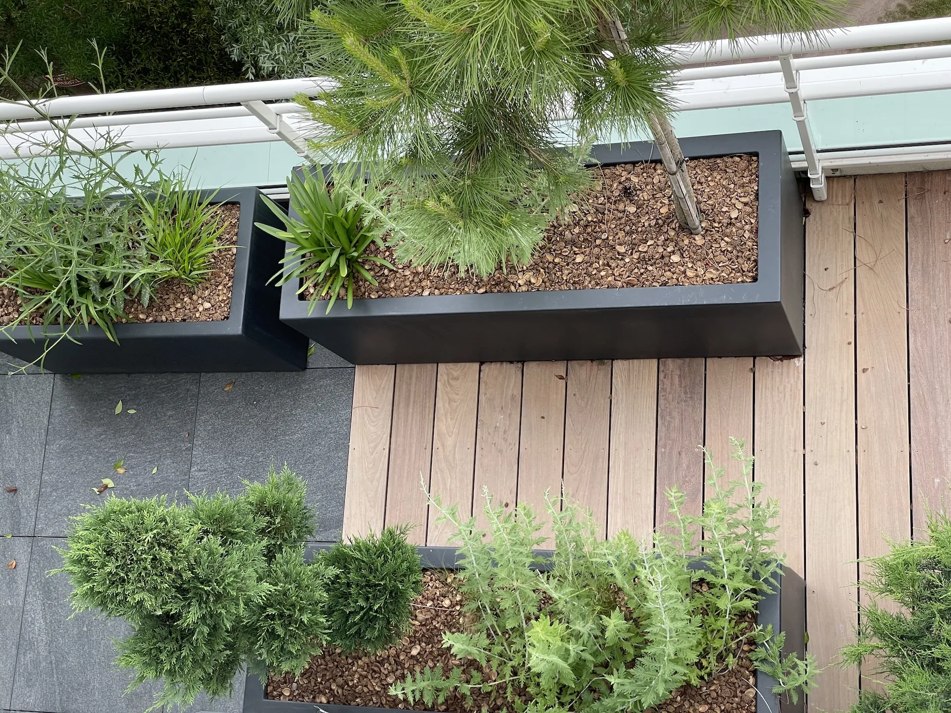 tom pousse paysage bac plantation aluminium conifères