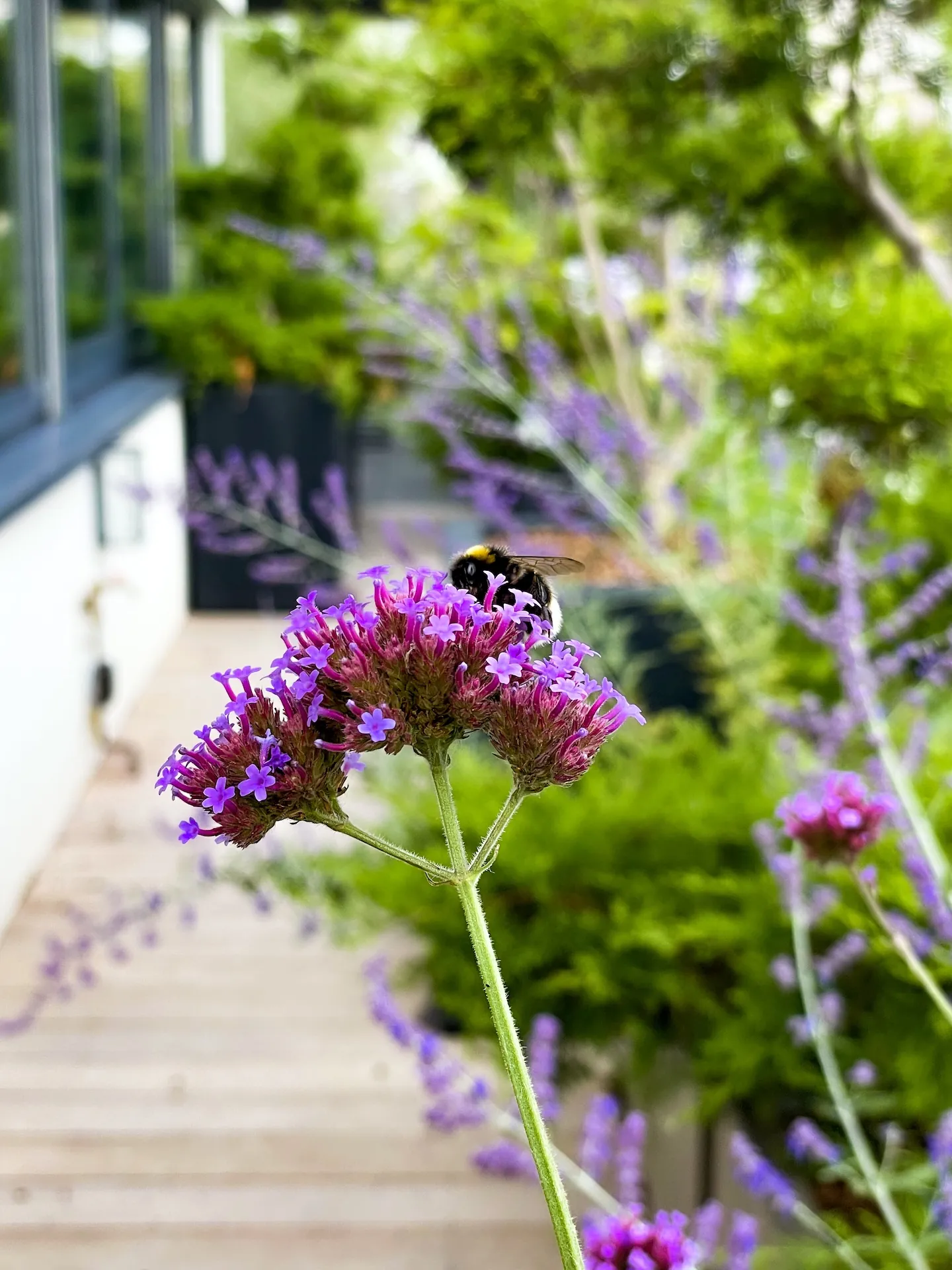 tom pousse paysage plantation bac terrasse attique biodiversité