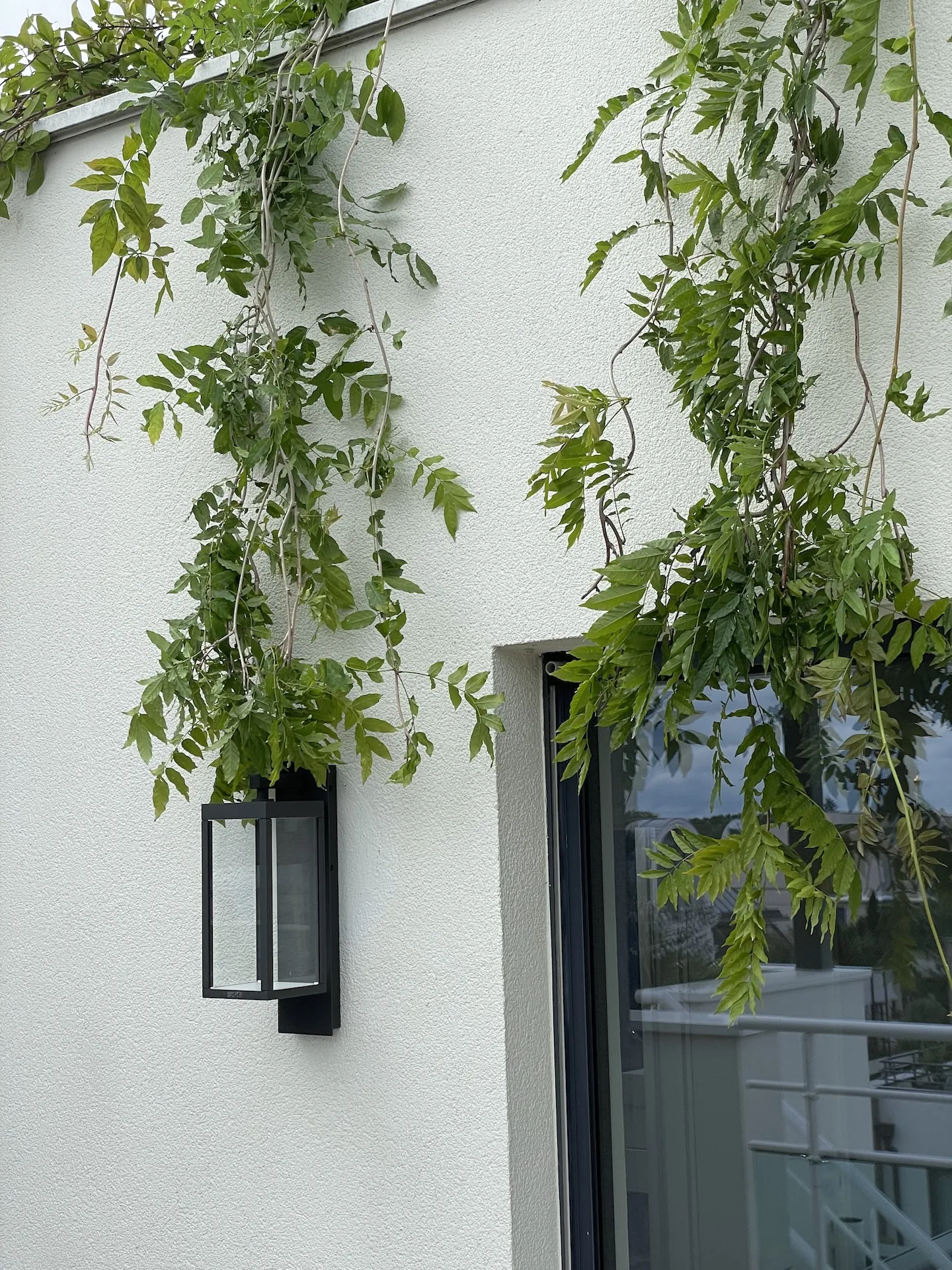 tom pousse paysage plantation glycine terrasse entrée appartement strasbourg