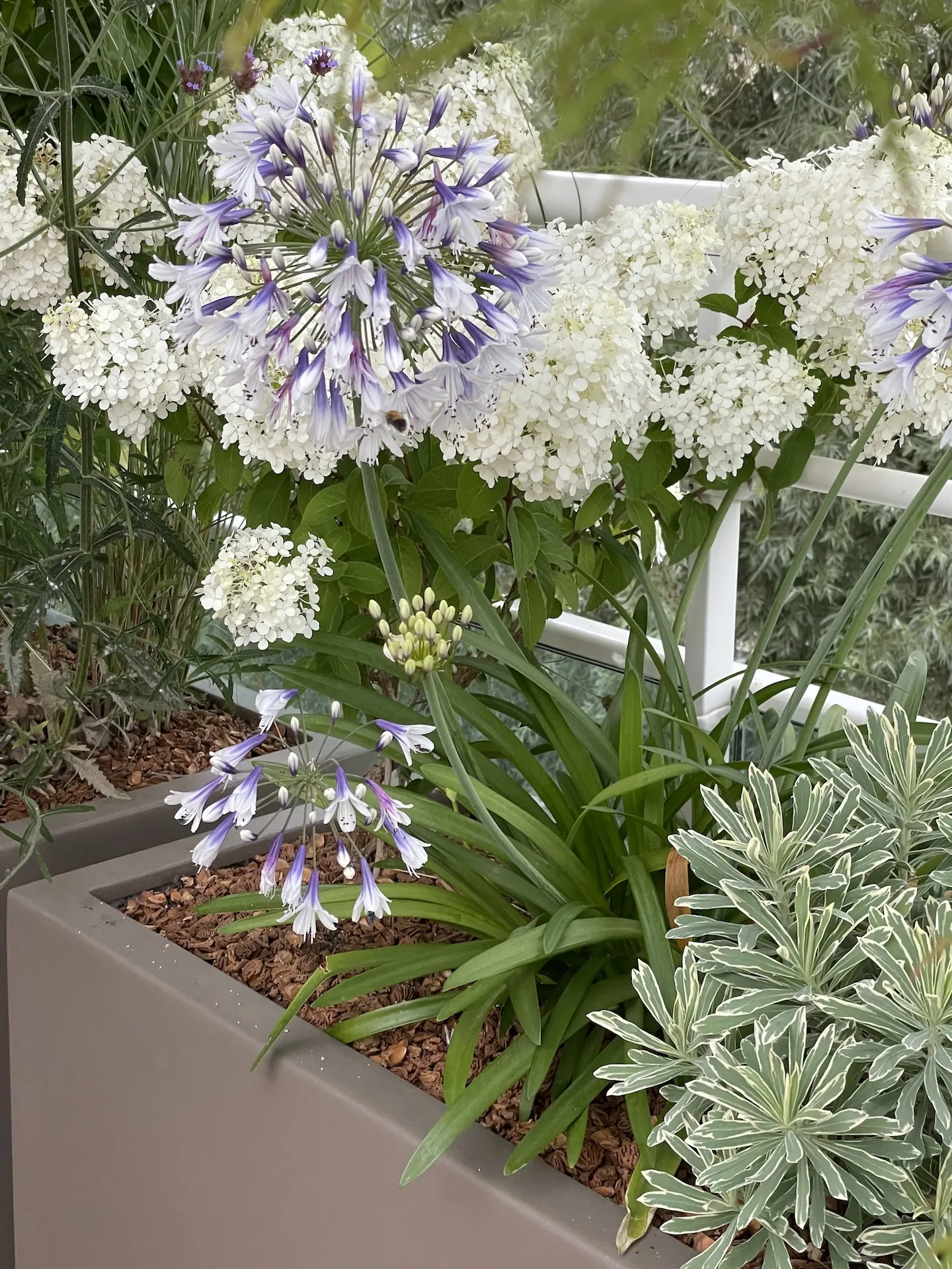 tom pousse paysage plantation hydrangea, agapanthe, choisya bac attique