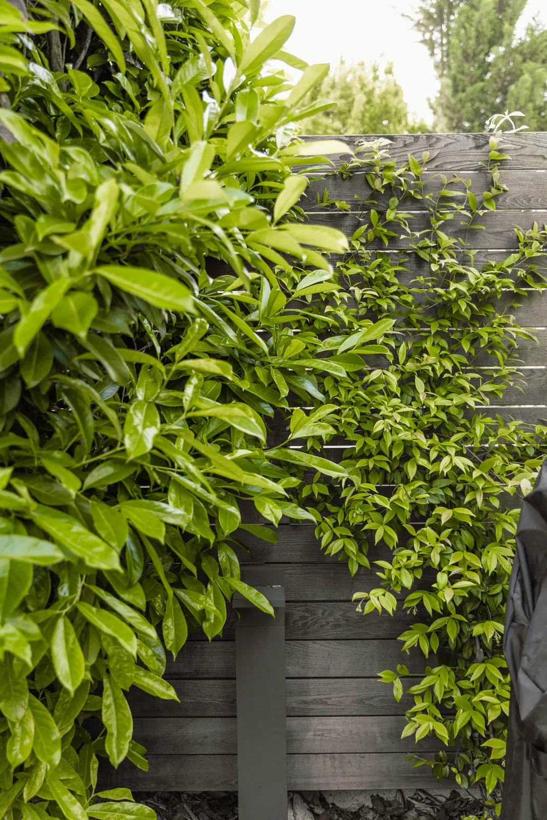 tom pousse paysage plantation jardin plantes grimpantes claustras bois