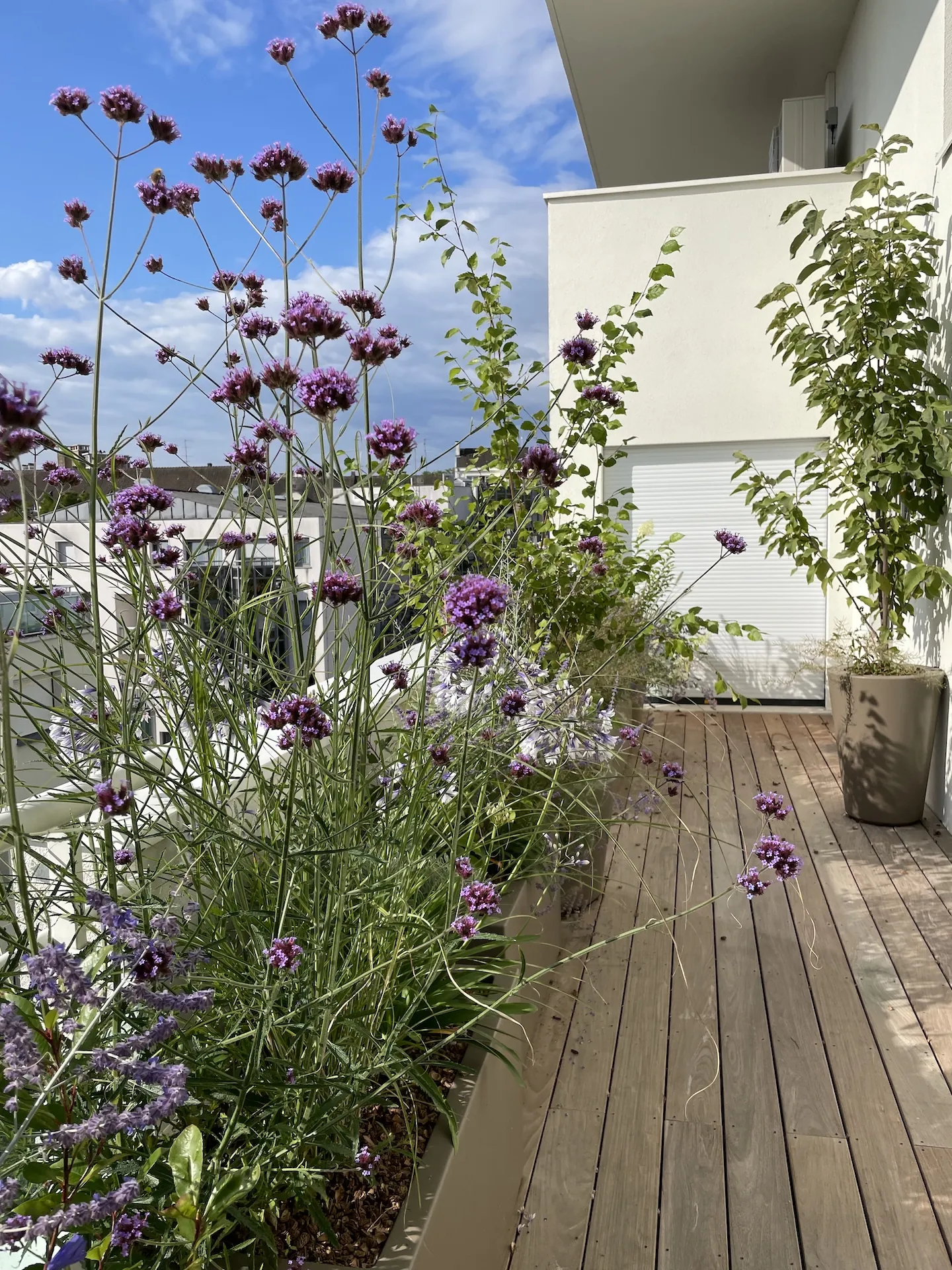 tom pousse paysage plantation verbena bac attique