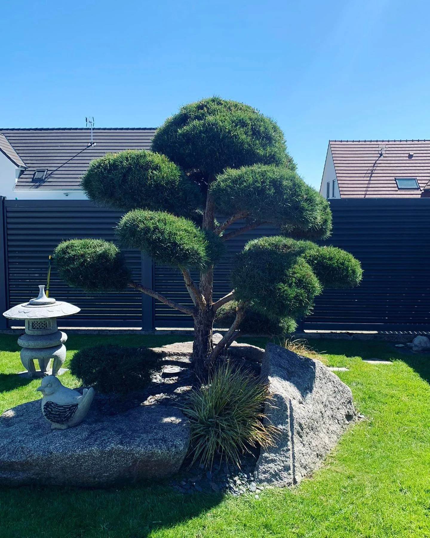 tom-pousse-paysage-taille-topiere-arbuste-jardin-illkirch-gambsheim