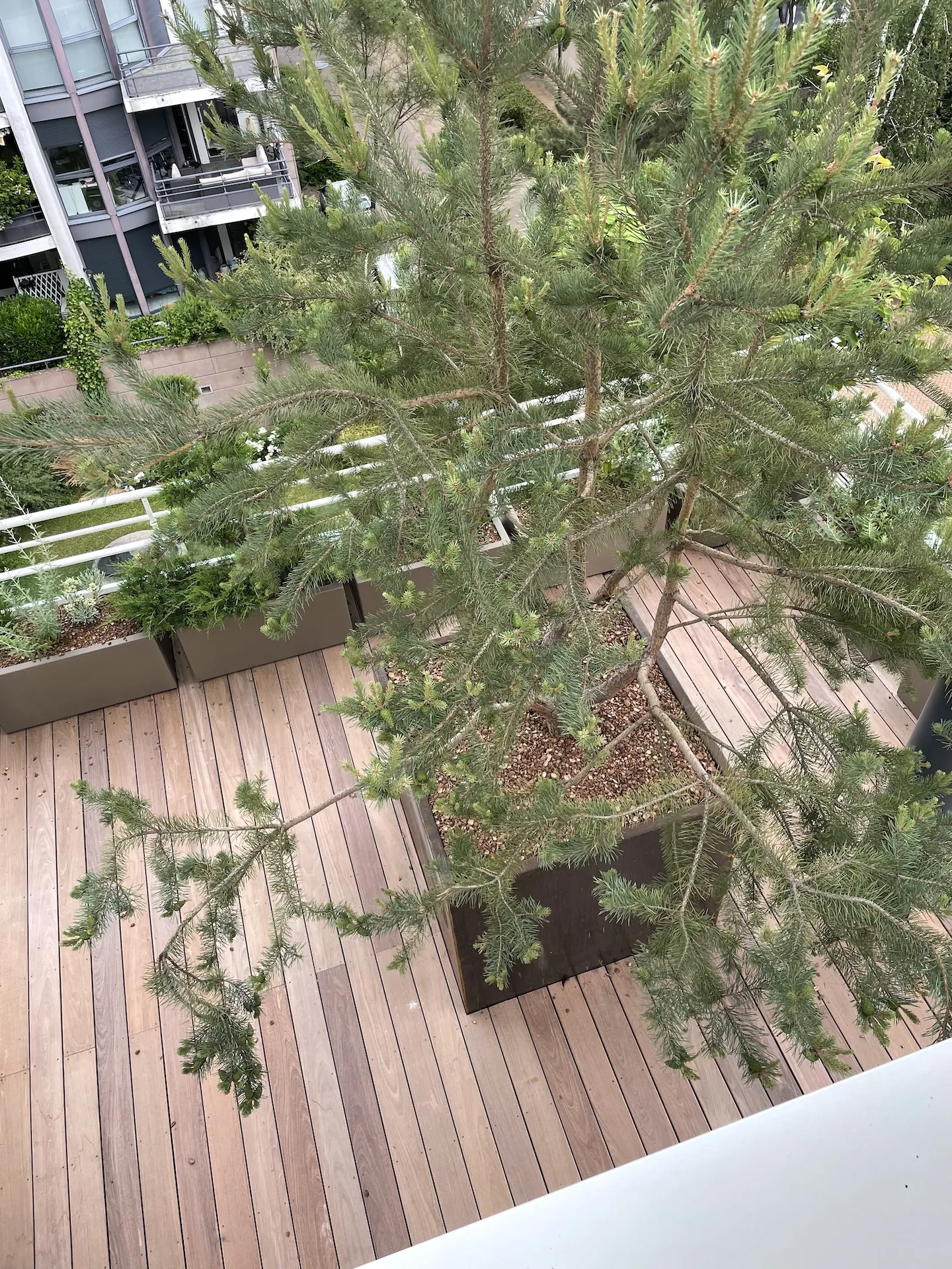 tom pousse paysage végétalisation terrasse attique plantation pinus bac corten