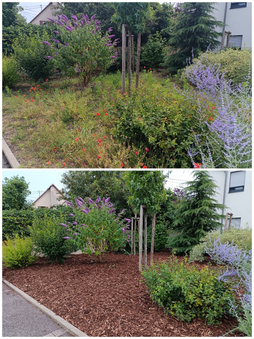 rénovation jardin avant vente maison paysagiste illkirch