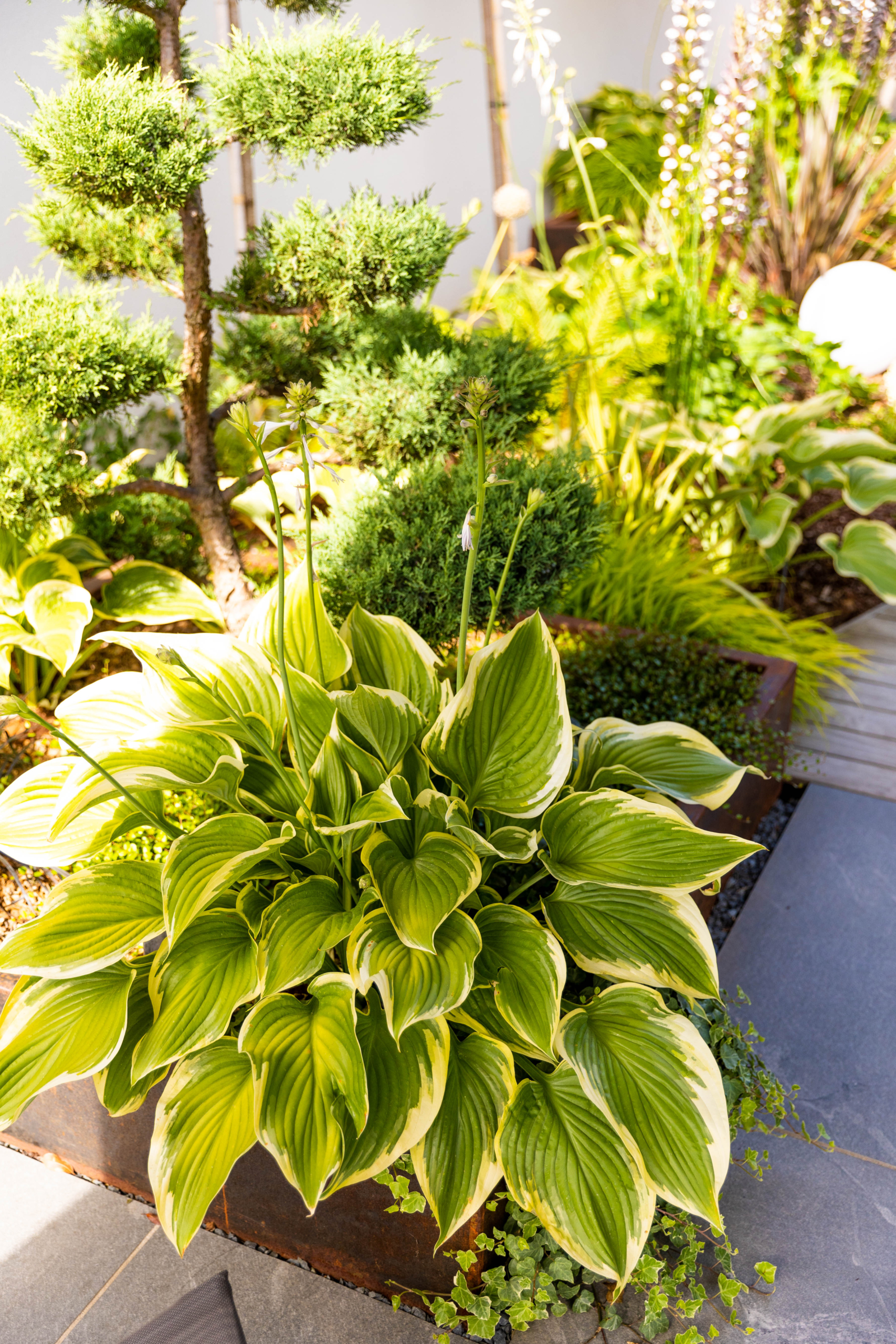 massif végétaux juillet jardin