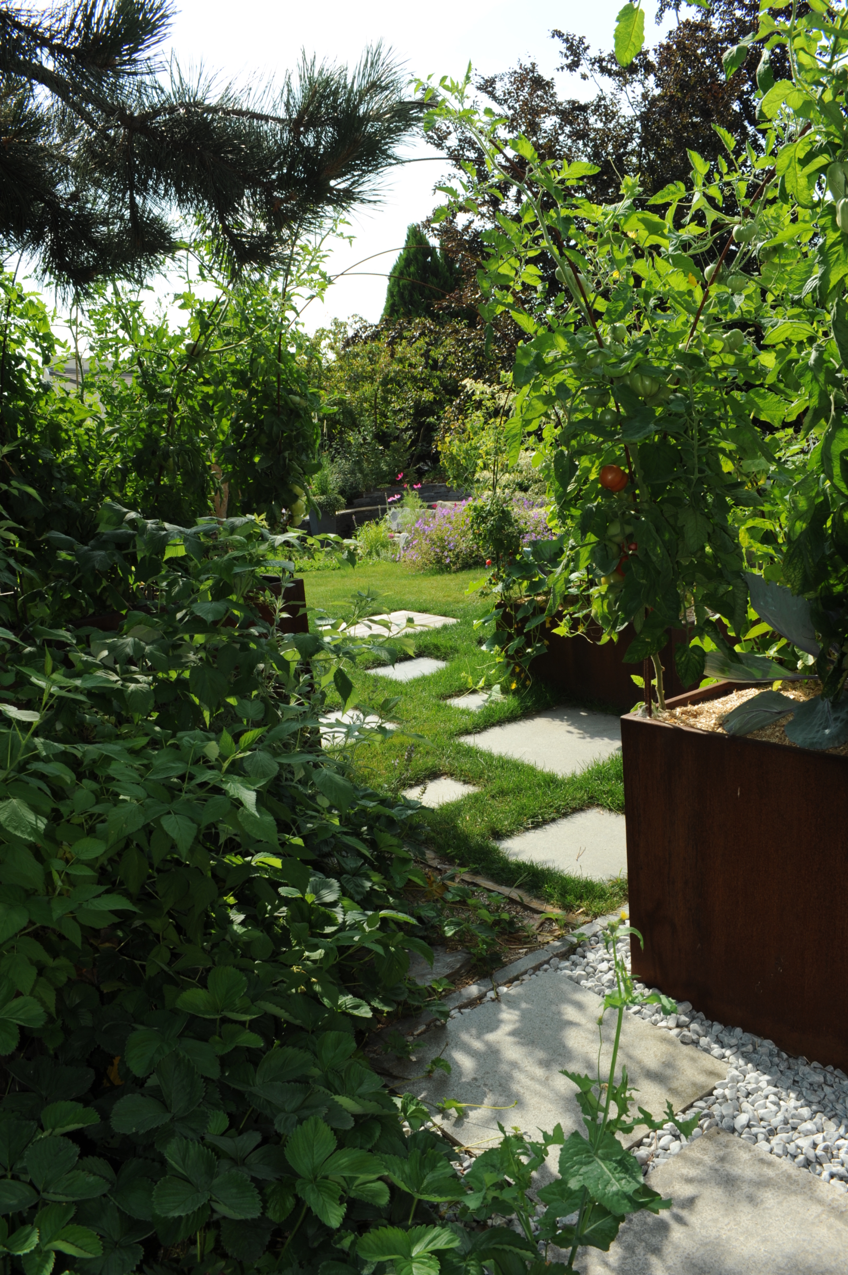 jardin potager (2)